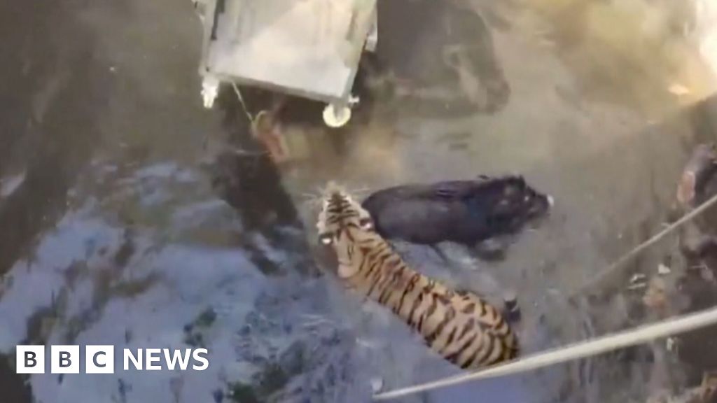 Moment tiger and boar rescued from well in India