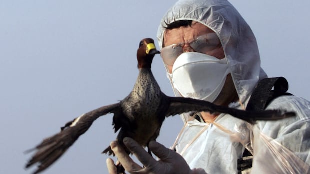 Bird flu is hitting the U.S. hard. Now, migratory birds are flying north