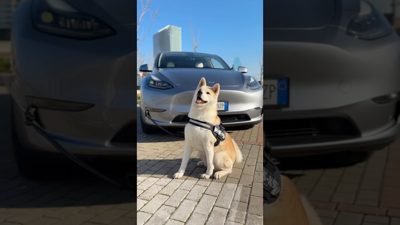 ITALIA-ROMANIA IN TESLA!