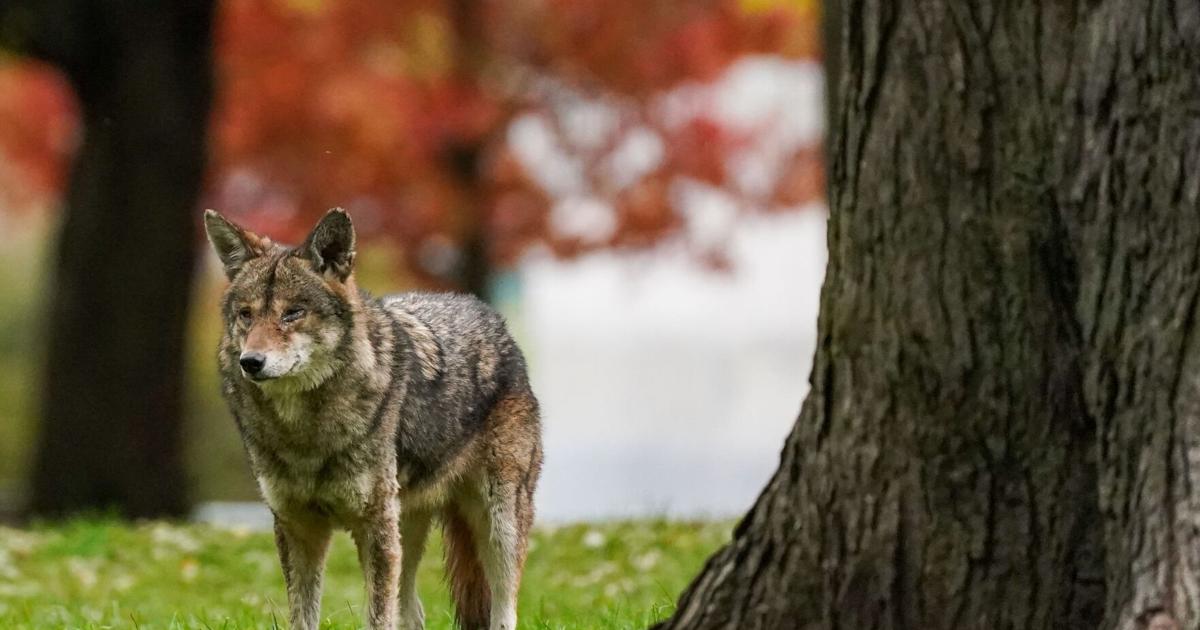 Toronto to hire professional coyote 'hazing' team to clear out Liberty Village: 'It was news to me that they existed'