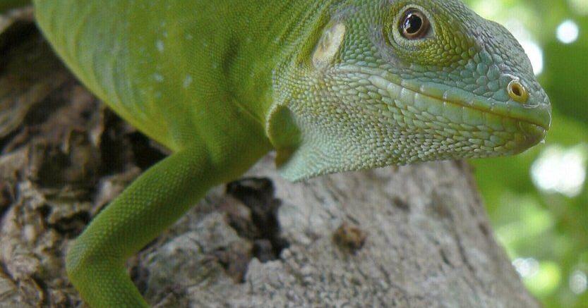 Iguanas likely crossed the Pacific millions of years ago on a record-setting rafting trip