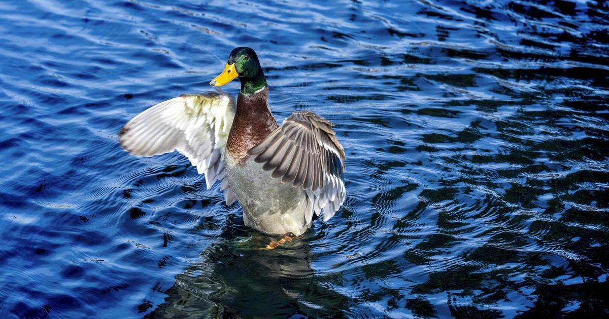 What to know about the bird flu outbreak in wild birds and what it means for backyard bird feeders