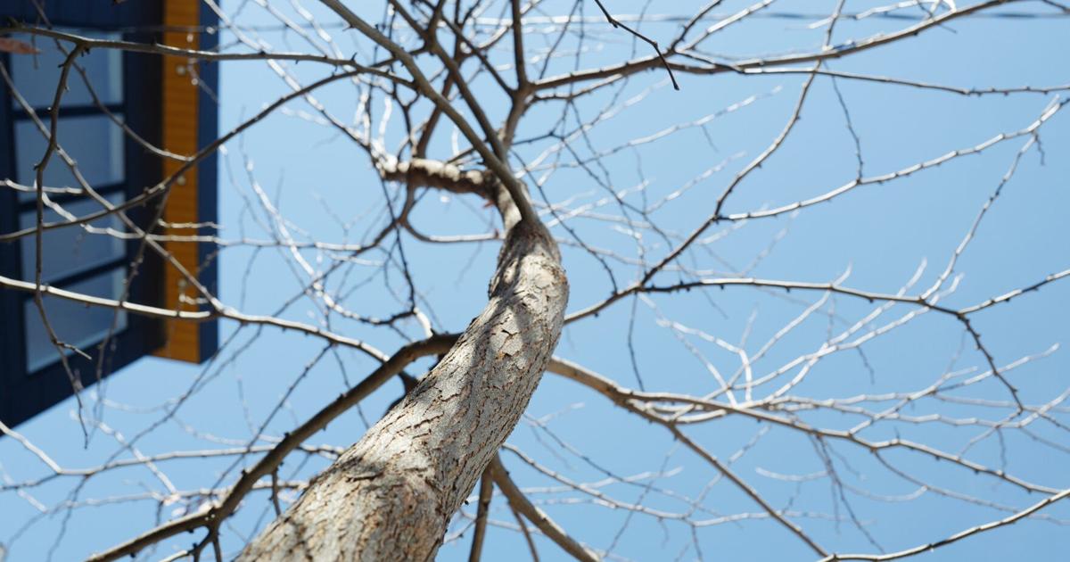 Toronto’s newest viral tourist attraction? A tree named Rodney