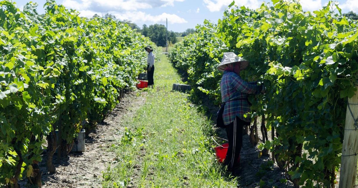 Canada's demand for temporary foreign workers drops