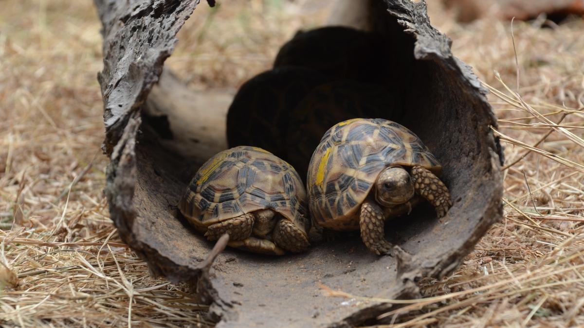 PIL against Kancha Gachibowli auction highlights habitat destruction for star tortoise