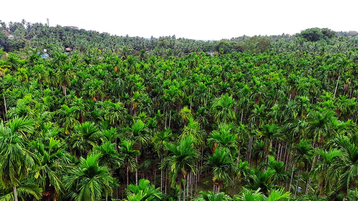 No move to set up arecanut board in Karnataka: Union Government