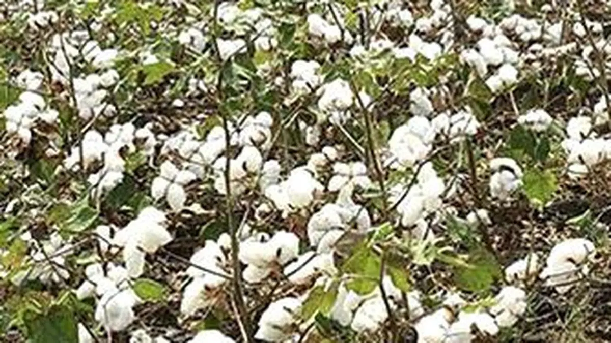 Higher output hopes, lower offtake fears turn cotton outlook bearish