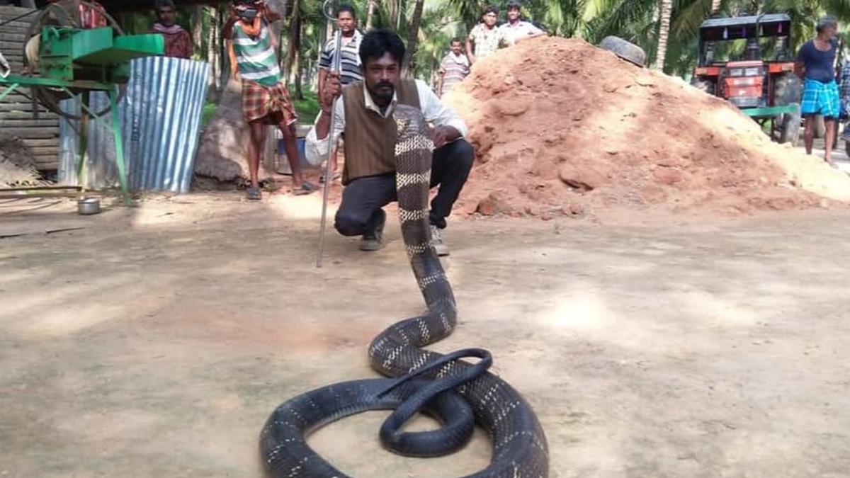 Snake rescuer dies of cobra bite in Coimbatore