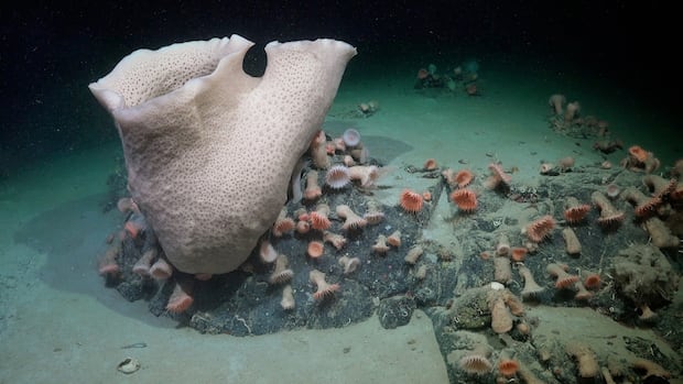 Scientists thought this Antarctic sea floor would be barren. But it’s teeming with life