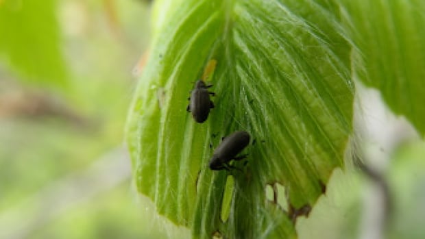 Beech leaf-mining weevils are small. But researchers say they shouldn’t be underestimated