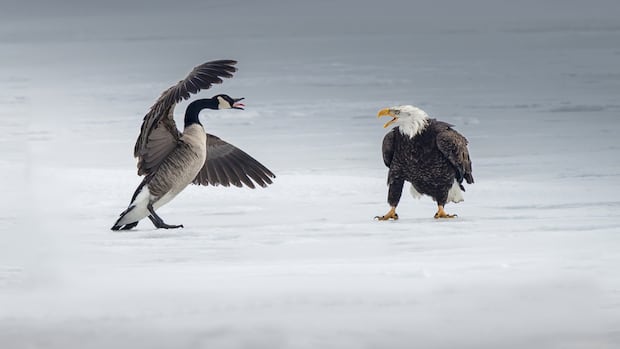 Fight between bald eagle and Canada goose in Burlington bay ‘very symbolic,’ says photographer