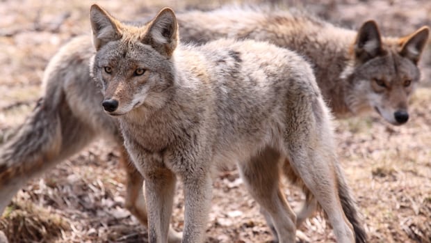 Problem coyotes should only be killed as last resort, expert panel tells City of Toronto