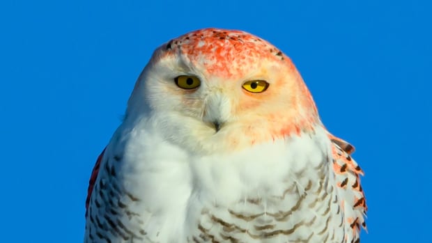 Nobody knows why this snowy owl is orange