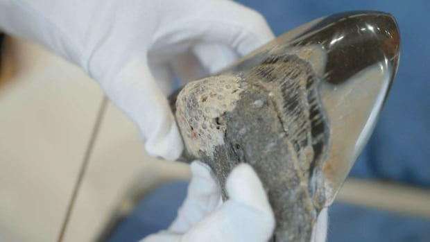 Megalodon-mania: Teeth from massive ancient shark up for auction in Saint John