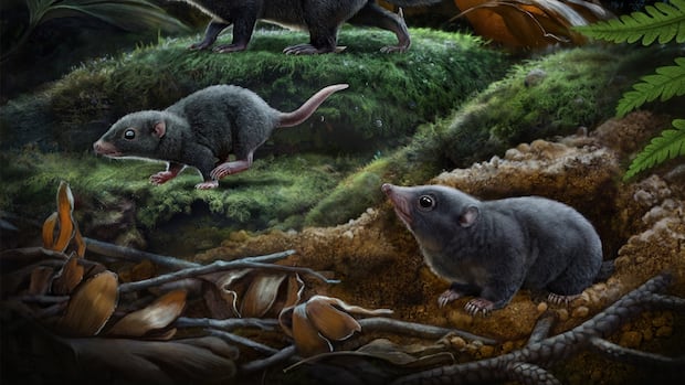 Ancient mammals had mostly dark brown coats during the dinosaur era, new study reveals