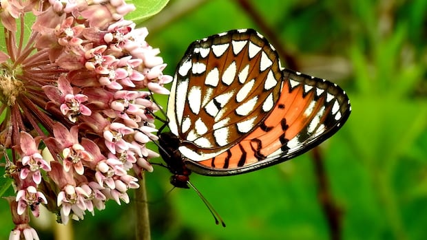 Scientists brought to tears by huge loss of U.S. butterflies