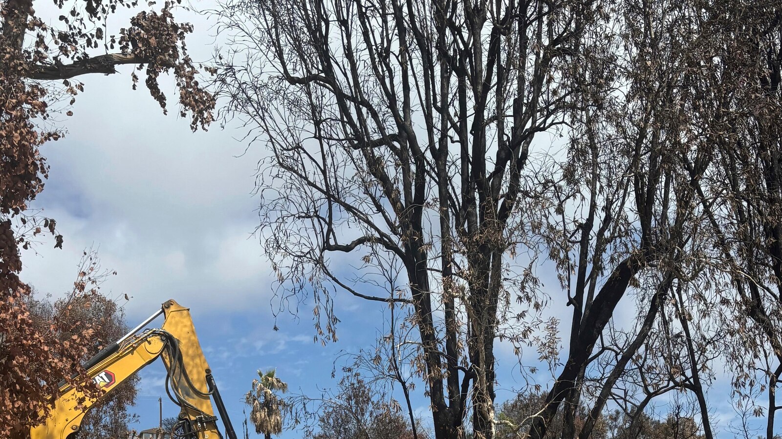 Cat’s incredible reunion with its owner after the LA wildfires