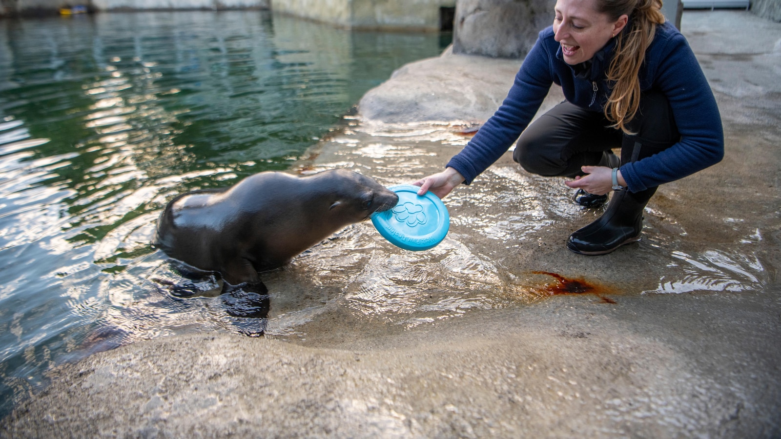 A baby sea lion performs rhythmic gymnastics feats in Washington state