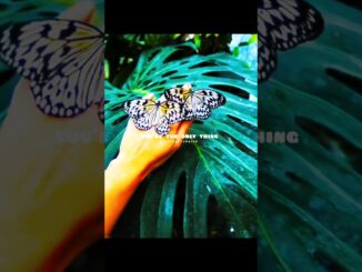 Love Me like You Do || Ellie Goulding || AestheticPriye || #lovemelikeyoudo #lovemusic #love